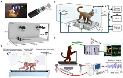 Non-human primate models and systems for gait and neurophysiological analysis